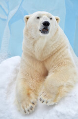 polar bear cub