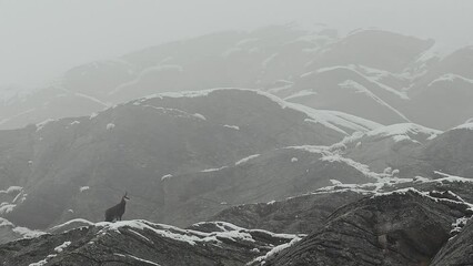 Wall Mural - Chamois on mountain wall under snowflakes (Rupicapra rupicapra)