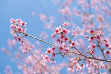 Prunus Cerasoides At Chiang Mai Province, Pink Flower Background In Winter Season  