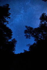 black defined trees silhouettes on bright starry sky background. night mysterious panoramic landscap