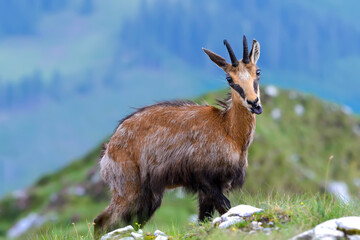 Chamois or Rupicapra rupicapra, a majestic species of wild goat from the Alps, in its natural alpine habitat. Beautiful portrait of a hairy horned Carpathian mountain goat looking at camera. Wildlife