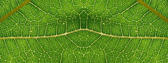 Wall Mural - macro photography of a leaf texture