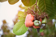 Closeup Of Bunch Of Cashew Apples In Cashew Garden, Healthy Life With Natural Product Concept.