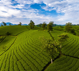 Aerial view of beatiful sunset at Long Coc tea hill, Phu Tho province, Vietnam