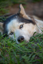 Portrait Of A Siberian Husky Female Lying On The Ground On A Summer Day. A Domestic Dog Lies On The Grass In The Garden On A Sunny Day. Pet Portrait Of Husky With A Blue Eyes In Outdoor.