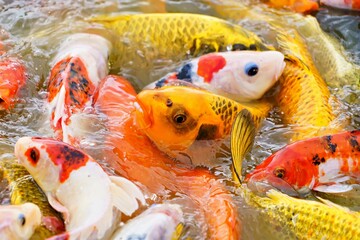 Koi swimming in a water ,Colorful koi fish