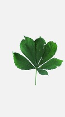 Wall Mural - Time lapse of drying green Chestnut tree leaf isolated on white background, vertical orientation