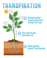 Wall Mural - diagram showing plant transpiration