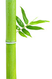 Fototapeta Sypialnia - Green bamboo on a white background