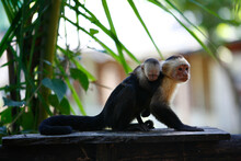 White Faced Capuchin Monkey, Montezuma, Nicoya Peninsula, Costa Rica.