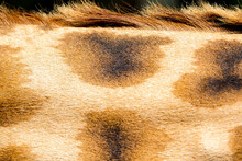 The Fur Of A Giraffe In Close-up