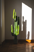A Fake Cactus In The Sun