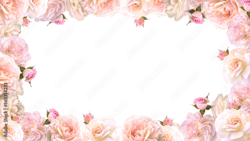 Valentines Day. Roses frame border isolated on a transparent background. Romantic rose set for valentine day and love illustration.