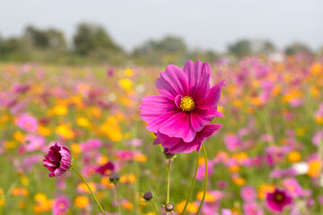 Wall Mural -  Beautiful cosmos flowers blooming in the garden.Beautiful spring flowers