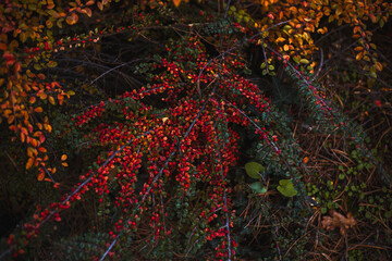 Wall Mural - Beautiful bush with red berries in autumn. Top view, flat lay