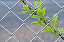 Closeup Of Willow Branch And Budding Green Leaves Beside Chain Link Fence.