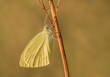 Piękny biały motyl na patyku