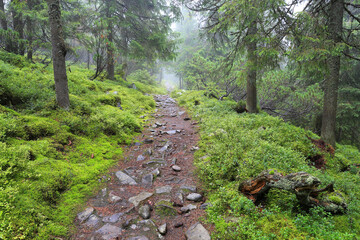 Wall Mural - pathway in rainy forest