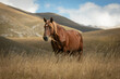 wild horse in the field