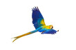 Colorful Catalina parrot flying isolated on transparent background png file 