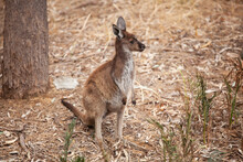 Young Kangaroo Joey