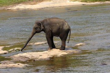 Poster - Elefant in Indien