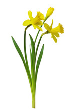 Bouquet Of Yellow Narcissus Flowers Isolated On White Or Transparent Background