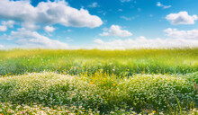 Beautiful Blurred Spring Background Nature With Blooming Glade Chamomile, Trees And Blue Sky On A Sunny Day.