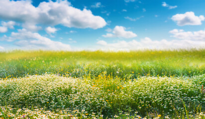 Aufkleber - Beautiful blurred spring background nature with blooming glade chamomile, trees and blue sky on a sunny day.