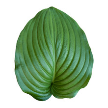 Green Leaf Hosta Isolated. Fresh Tropical Leaf Hosta. PNG With Transparent Background. Flat Lay