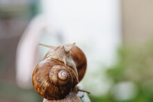 Helix Pomatia (Roman Snail, Burgundy Snail, Edible Snail, Escargot) Is A Species Of Large, Edible, Air-breathing Land Snail. Gastropods. Two Land Snails During Mating. Fauna Of Ukraine