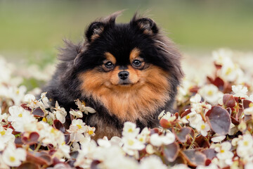 Wall Mural - Portrait of cute pomeranian spitz dog of sable color among white flowers outdoors in summer