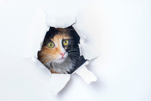 Cute Calico Cat Animal Climbs Out With Paw Of Paper Hole Frame Isolated On White Color Background. Calico Cat Pet Peeks Out Of Hole With Interest. Creative Minimal Concept.