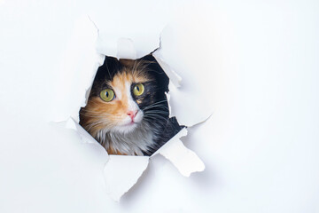 Cute calico cat animal climbs out with paw of paper hole frame isolated on white color background. Calico cat pet peeks out of hole with interest. Creative minimal concept.