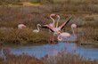 pink flamingos fighting for territorial dominance, porto pino, southern sardinia
