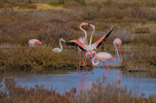Pink Flamingos Fighting For Territorial Dominance, Porto Pino, Southern Sardinia
