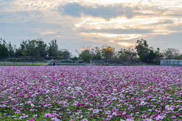 Canvas Print - Sunset view with Cosmos blossom in country side