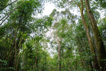 Wall Mural - Bamboo Garden and Bamboo Forest Path at Berastagi - North Sumatra