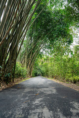 Wall Mural - Bamboo Garden and Bamboo Forest Path at Berastagi - North Sumatra