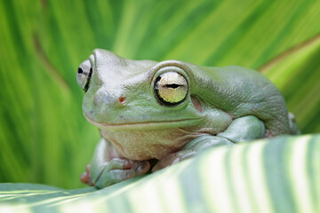 Tree frog sitting on leaves, green tree frog side view, cute amphibian close up