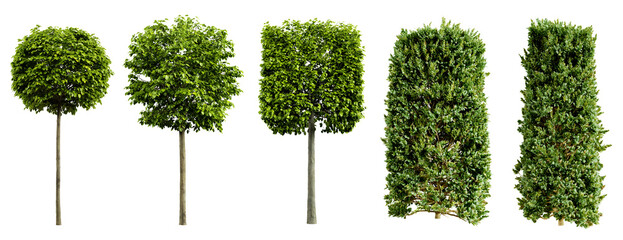 Fototapete - Collection of beautiful urban trimmed trees isolated on transparent background. Realistic 3D render. 3D illustration.