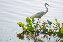 Great Egret Bird Sitting By The River To Catch Fish 
