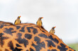 birds on the back of a wild giraffe in the Serengeti national park in the heart of Africa