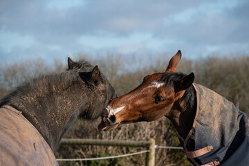 Two  beautiful  horses  grooming g bitting  and  greeting  eat other 