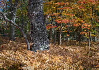 Wall Mural - Autumn colors glow in the soft light of an October sun in a Northern Wisconsin woodland.