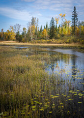 Wall Mural - Golden morning light on fall colors along a stream in Northern Wisconsin.  Vilas County, WI.