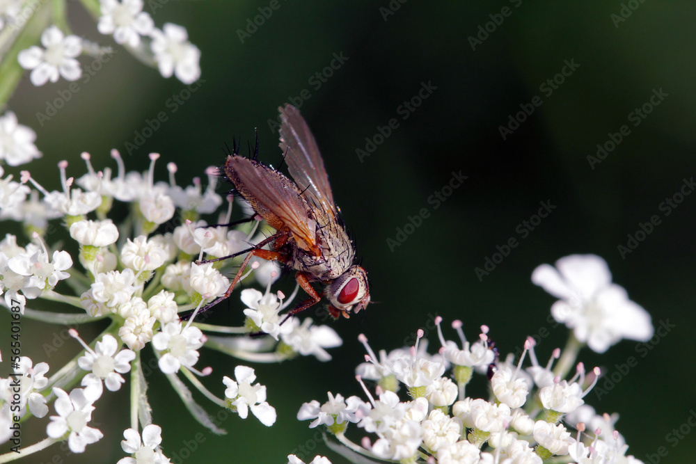 Tachinid fly (Tachinidae sp). Parasitoids of other insects. The larvae ...