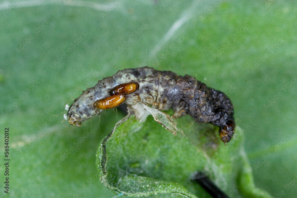 Moth caterpillar killed by larvae of Tachinid fly (Tachinidae sp ...