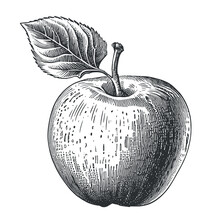 Apple Fruit Sketch Hand Drawn Engraving Style Vector Illustration