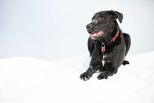 A Young Black Labrador Retriever Laying Down At He Top Of A Snow Bank, Looking Off Into The Distance On A Cold Winter Day.